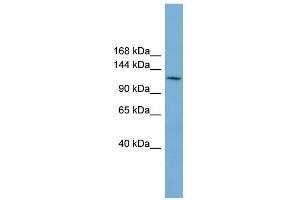 WB Suggested Anti-CDC27 Antibody Titration:  0. (CDC27 抗体  (Middle Region))