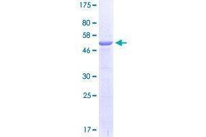 Potassium Channel Tetramerisation Domain Containing 14 (KCTD14) (AA 1-225) protein (GST tag)