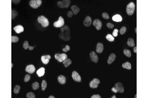 Immunofluorescent staining of HeLa (ATCC CCL-2) cells. (MCM6 抗体  (AA 670-792))