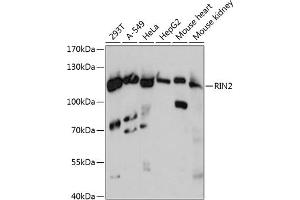 Western blot analysis of extracts of various cell lines, using RIN2 antibody (ABIN6128672, ABIN6146954, ABIN6146955 and ABIN6217921) at 1:3000 dilution. (RIN2 抗体  (AA 596-895))