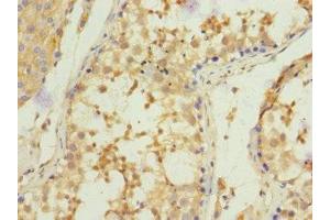 Immunohistochemistry of paraffin-embedded human testis tissue using ABIN7148605 at dilution of 1:100