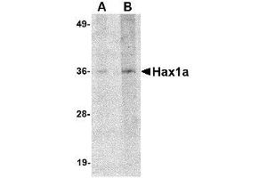 Image no. 1 for anti-HCLS1 Associated Protein X-1 (HAX1) (N-Term) antibody (ABIN341674) (HAX1 抗体  (N-Term))