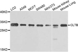 Western blot analysis of extracts of various cells, using CLTB antibody. (CLTB 抗体)
