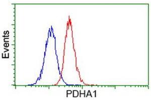 Image no. 2 for anti-Pyruvate Dehydrogenase (Lipoamide) alpha 1 (PDHA1) antibody (ABIN1500104) (PDHA1 抗体)