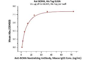 ELISA image for Tumor Necrosis Factor Receptor Superfamily, Member 17 (TNFRSF17) (AA 1-49) (Active) protein (His tag) (ABIN6992383)