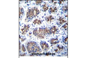 T Antibody (Center) (ABIN656855 and ABIN2846060) immunohistochemistry analysis in formalin fixed and paraffin embedded human stomach tissue followed by peroxidase conjugation of the secondary antibody and DAB staining. (Transmembrane Protein 18 (TMM18) (AA 63-90) 抗体)