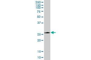PRDX4 MaxPab polyclonal antibody. (Peroxiredoxin 4 抗体  (AA 1-271))