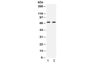 Western blot testing of human 1) Jurkat and 2) COLO320 lysate with NFIA antibody at 0. (NFIA 抗体  (AA 180-224))