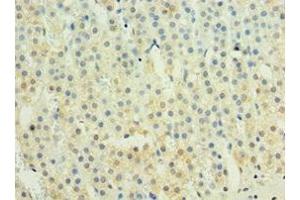 Immunohistochemistry of paraffin-embedded human adrenal gland tissue using ABIN7156607 at dilution of 1:100 (IL29 抗体  (AA 20-200))