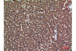 Immunohistochemistry (IHC) analysis of paraffin-embedded Human Liver, antibody was diluted at 1:100. (PSG1 抗体  (Internal Region))