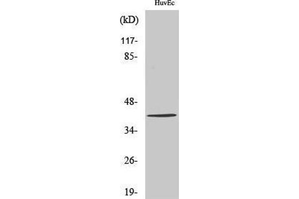 ZADH2 抗体  (Internal Region)