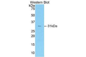 Western Blotting (WB) image for anti-Coagulation Factor V (F5) (AA 1776-2028) antibody (ABIN1858759) (Coagulation Factor V 抗体  (AA 1776-2028))