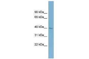 WB Suggested Anti-A4GALT Antibody Titration:  0. (A4GALT 抗体  (Middle Region))