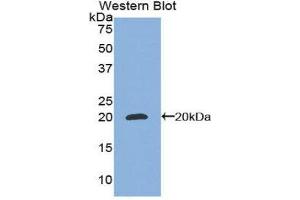 Western Blotting (WB) image for anti-CCAAT/enhancer Binding Protein (C/EBP), gamma (CEBPG) (AA 1-150) antibody (ABIN1858361) (CEBPG 抗体  (AA 1-150))