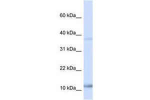 Image no. 1 for anti-Nescient Helix Loop Helix 1 (NHLH1) (AA 38-87) antibody (ABIN6739100) (NHLH1 抗体  (AA 38-87))