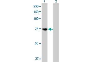 Western Blot analysis of MSLN expression in transfected 293T cell line by MSLN MaxPab polyclonal antibody. (Mesothelin 抗体  (AA 1-621))