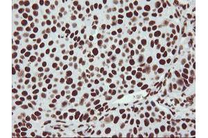 Image no. 4 for anti-Non-POU Domain Containing, Octamer-Binding (NONO) (AA 184-385) antibody (ABIN1491072)