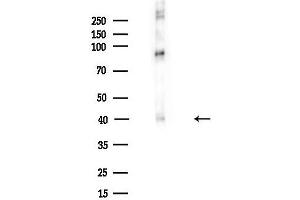 Western blot analysis of lysates from Mouse brain, using Phospho-Doublecortin (Ser335) Antibody at 1/1000 dilution.