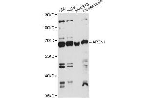 Western blot analysis of extracts of various cell lines, using ARCN1 antibody. (ARCN1 抗体)