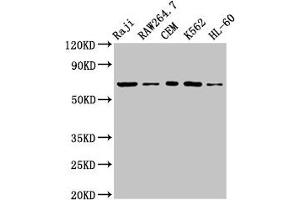 Western Blot Positive WB detected in: Raji whole cell lysate, RAW264. (ZAP7 (AA 253-325) 抗体)