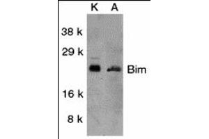 Western Blotting (WB) image for anti-BCL2-Like 11 (Apoptosis Facilitator) (BCL2L11) (Middle Region) antibody (ABIN1030889) (BIM 抗体  (Middle Region))