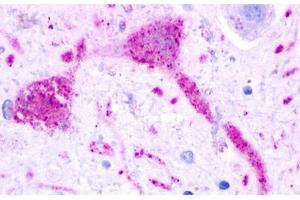 Image no. 1 for anti-G Protein-Coupled Receptor 68 (GPR68) (Extracellular Domain) antibody (ABIN1048862) (GPR68 抗体  (Extracellular Domain))