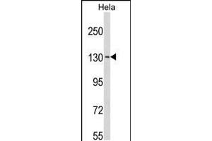 Western blot analysis of C15orf2 Antibody in Hela cell line lysates (35ug/lane) (NPAP1 抗体  (AA 348-377))