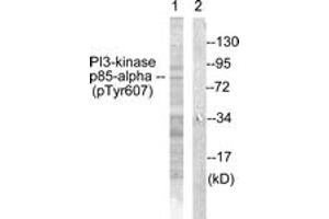 Western blot analysis of extracts from rat kidney, using PI3-kinase p85-alpha (Phospho-Tyr607) Antibody. (PIK3R1 抗体  (pTyr607))