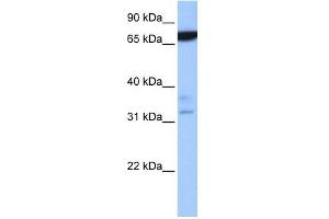 ZBTB46 antibody used at 0. (ZBTB46 抗体  (N-Term))
