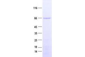 Validation with Western Blot (TFCP2 Protein (His tag))