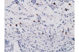 Immunohistochemical staining of paraffin-embedded Human Kidney tissue using anti-SDR9C7 mouse monoclonal antibody. (SDR9C7 抗体)
