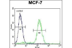 WDR27 Antibody (N-term) (ABIN655738 and ABIN2845185) flow cytometric analysis of MCF-7 cells (right histogram) compared to a negative control cell (left histogram). (WDR27 抗体  (N-Term))