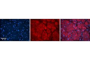 Immunohistochemistry (IHC) image for anti-Transmembrane Emp24 Protein Transport Domain Containing 1 (TMED1) (N-Term) antibody (ABIN2782743)