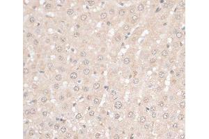 Immunohistochemistry of paraffin-embedded Rat liver using HMGN1 Polyclonal Antibody at dilution of 1:100 (40x lens). (HMGN1 抗体)