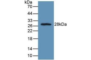 Detection of Recombinant FGFRL1, Rat using Polyclonal Antibody to Fibroblast Growth Factor Receptor Like Protein 1 (FGFRL1) (FGFRL1 抗体  (AA 164-368))