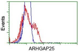 Image no. 4 for anti-rho GTPase Activating Protein 25 (ARHGAP25) antibody (ABIN1496707) (ARHGAP25 抗体)
