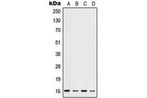 Western blot analysis of ID1 expression in HeLa (A), HepG2 (B), mouse liver (C), rat liver (D) whole cell lysates. (ID1 抗体  (Center))