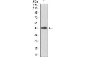 Western Blotting (WB) image for anti-Calmegin (CLGN) (AA 249-405) antibody (ABIN1843004) (Calmegin 抗体  (AA 249-405))