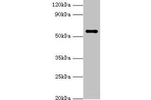 Western blot All lanes: NAB2 antibody at 3 μg/mL + Hela whole cell lysate Secondary Goat polyclonal to rabbit IgG at 1/10000 dilution Predicted band size: 57, 35, 50 kDa Observed band size: 57 kDa (NAB2 抗体  (AA 1-200))