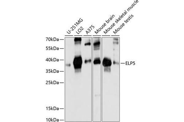 Retinoic Acid Induced 12 (RAI12) (AA 17-316) Antikörper