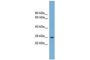 WB Suggested Anti-CLEC4M Antibody Titration:  0. (C-Type Lectin Domain Family 4, Member M (CLEC4M) (Middle Region) 抗体)