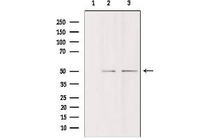 Western blot analysis of extracts from various samples, using DDX19B Antibody. (DDX19B 抗体  (N-Term))