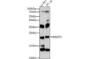 Western blot analysis of extracts of various cell lines, using MGST2 antibody (ABIN7268514) at 1:1000 dilution. (MGST2 抗体  (C-Term))