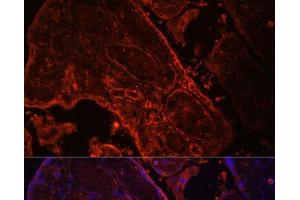 Immunofluorescence analysis of Human placenta cells using WNT3A Polyclonal Antibody at dilution of 1:100. (WNT3A 抗体)