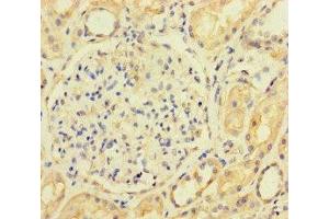 Immunohistochemistry of paraffin-embedded human kidney tissue using ABIN7143067 at dilution of 1:100 (ACTL9 抗体  (AA 1-160))