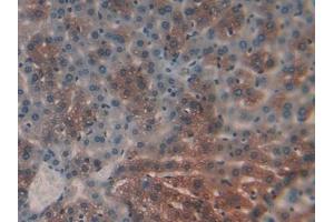 Immunohistochemistry (IHC) image for anti-Cyclophilin B (PPIB) (AA 34-216) antibody (ABIN7431392)