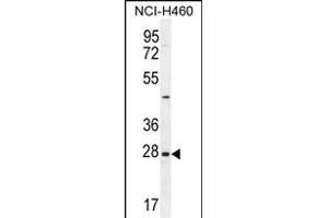 EDN3 Antibody (C-term) (ABIN655169 and ABIN2837855) western blot analysis in NCI- cell line lysates (35 μg/lane). (Endothelin 3 抗体  (C-Term))