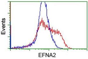 HEK293T cells transfected with either RC213728 overexpress plasmid (Red) or empty vector control plasmid (Blue) were immunostained by anti-EFNA2 antibody (ABIN2452977), and then analyzed by flow cytometry. (Ephrin A2 抗体)
