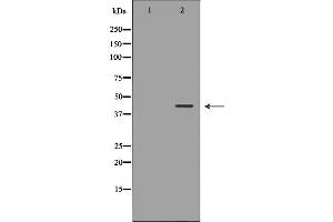 Western blot analysis of Hepg2 whole cell lysates, using NDRG2 Antibody. (NDRG2 抗体  (C-Term))