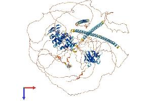 AlphaFold protein structure predicition of Mouse Recombinant Camsap2 Protein, UniprotID Q8C1B1